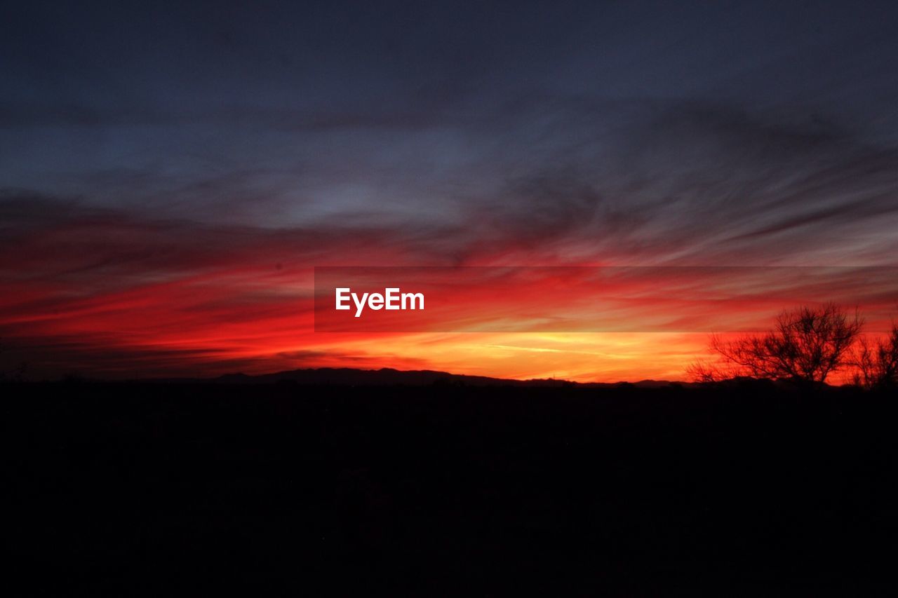 Silhouette of tree during sunset