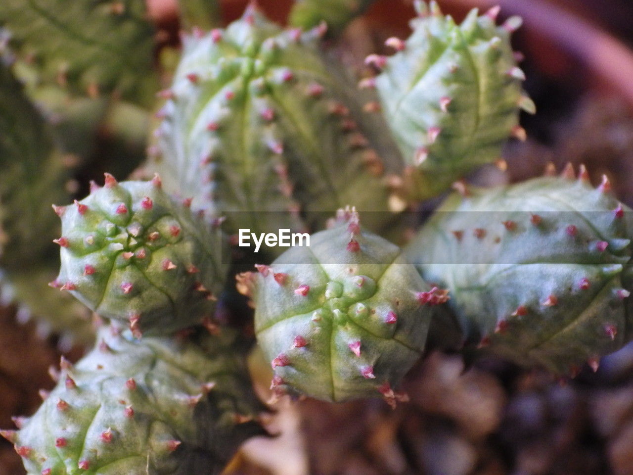 plant, growth, succulent plant, nature, beauty in nature, thorn, cactus, no people, close-up, macro photography, flower, green, food, food and drink, thorns, spines, and prickles, leaf, outdoors, flowering plant, plant part, freshness, selective focus, spiked, prickly pear cactus, day, sharp, focus on foreground, healthy eating, botany, fruit, bud