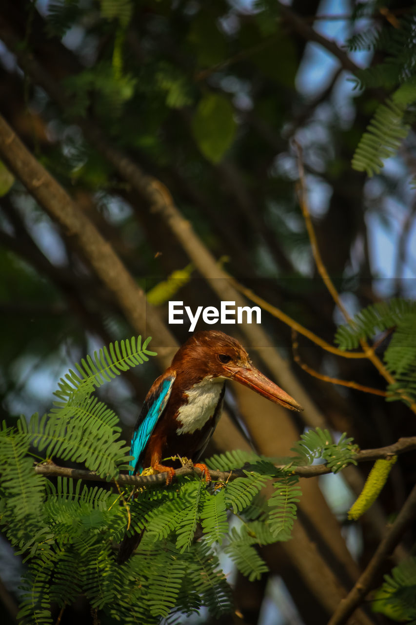 BIRD PERCHING ON BRANCH