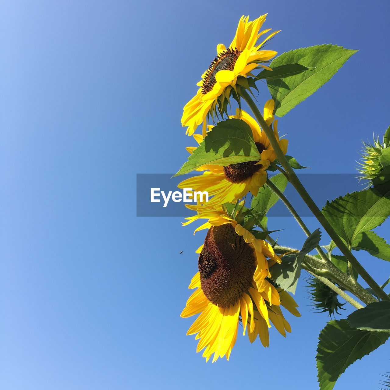 Low angle view of yellow sunflower against clear blue sky