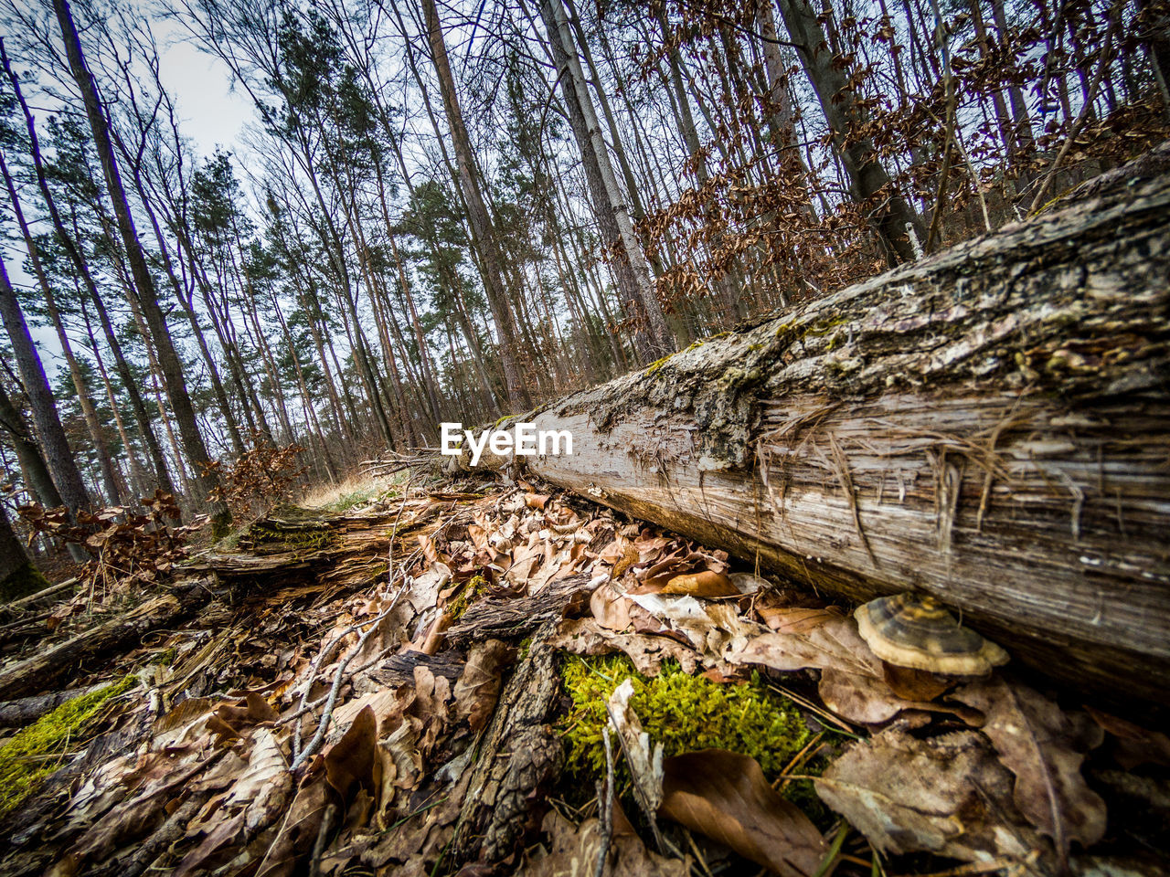 CLOSE-UP OF TREE TRUNK