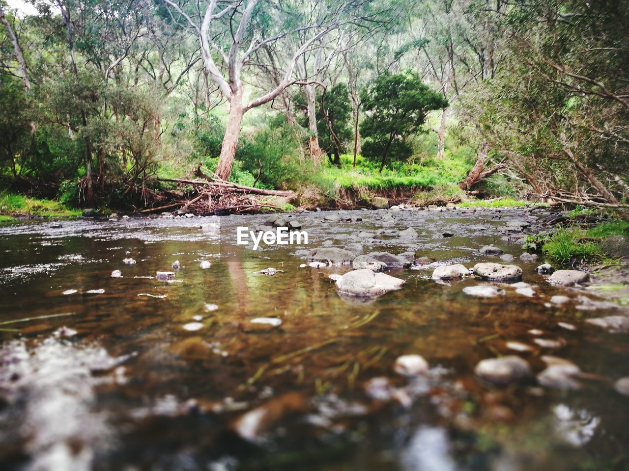 tree, nature, tranquility, water, forest, beauty in nature, tranquil scene, reflection, outdoors, day, no people, river, branch, scenics, growth, floating on water, leaf, grass, dead tree