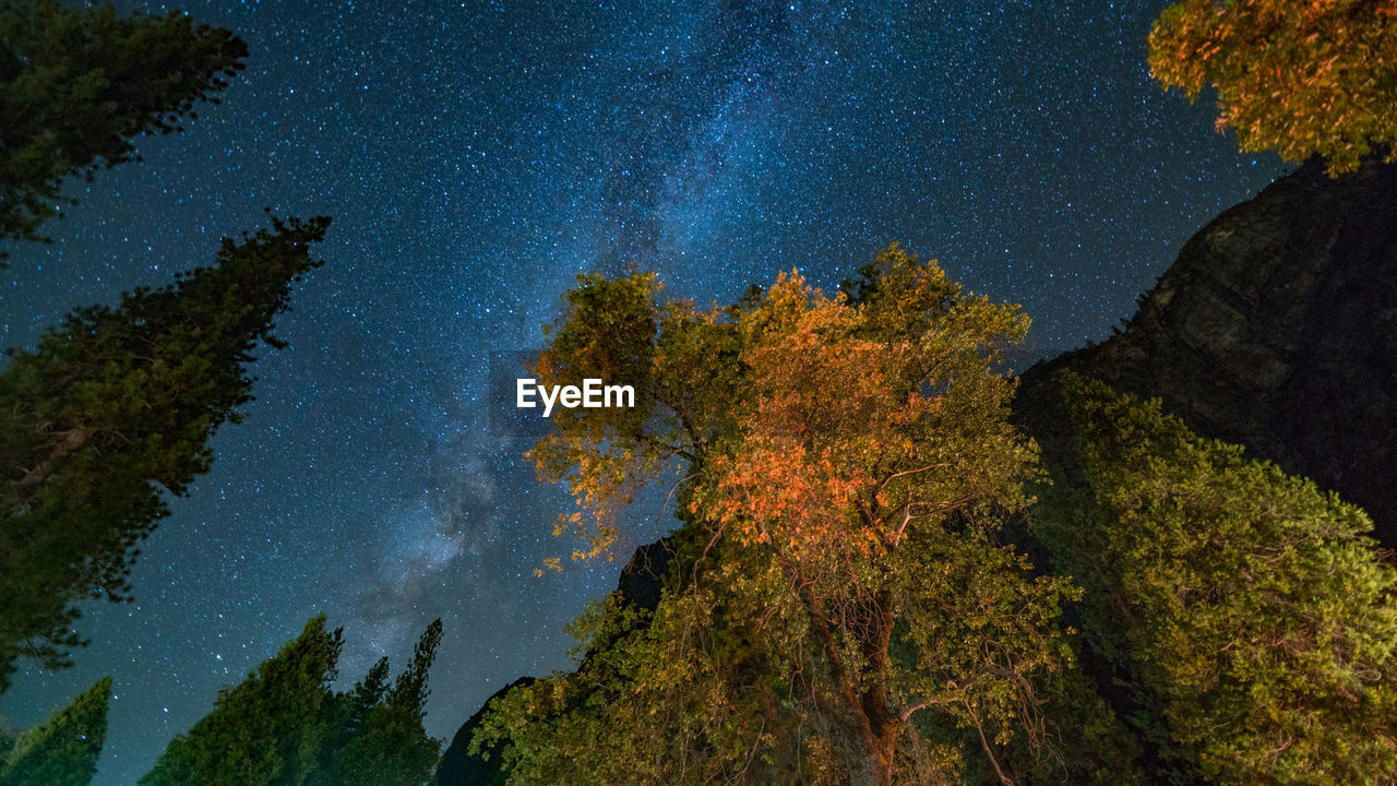 TREES AND PLANTS AGAINST SKY AT NIGHT