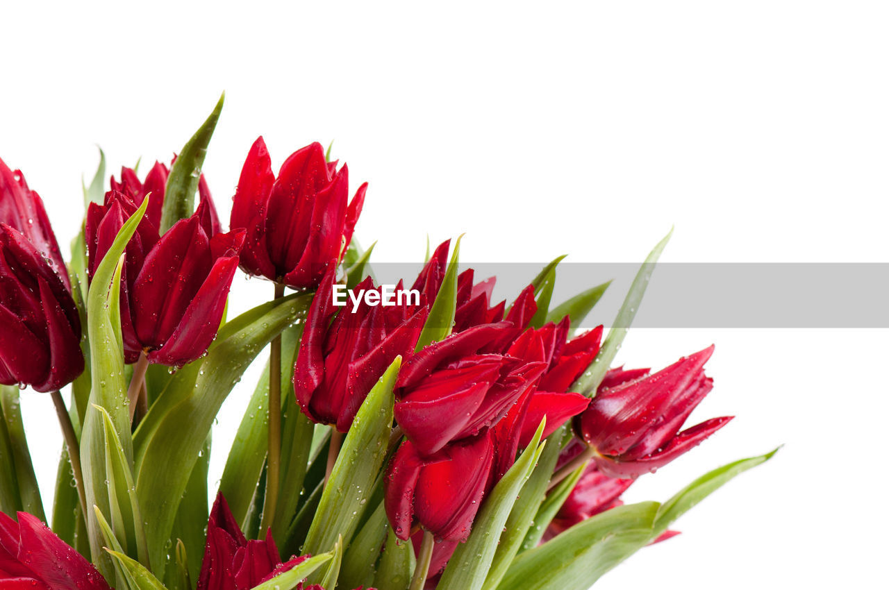 CLOSE-UP OF RED LEAVES