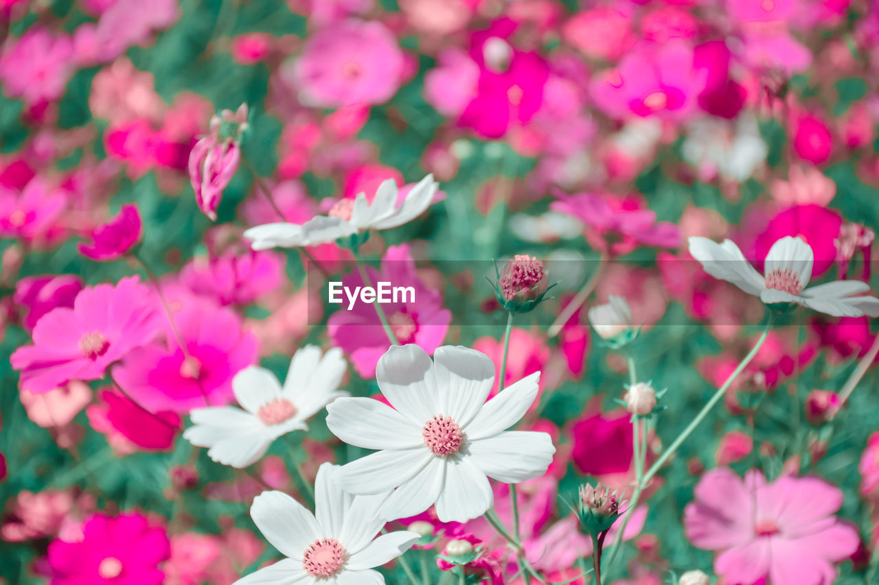 Close-up of pink flowering plants