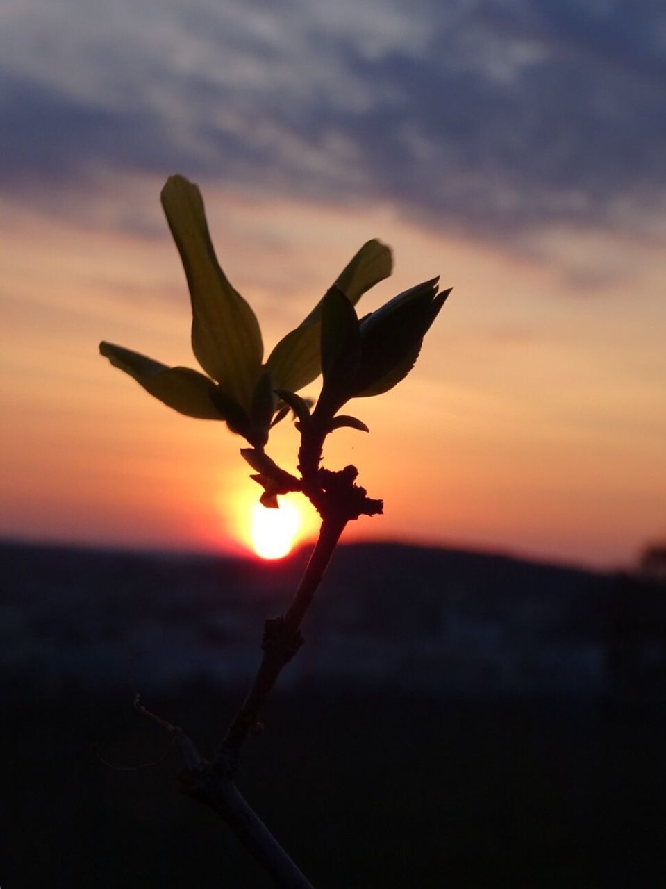 CLOSE-UP OF SUN DURING SUNSET