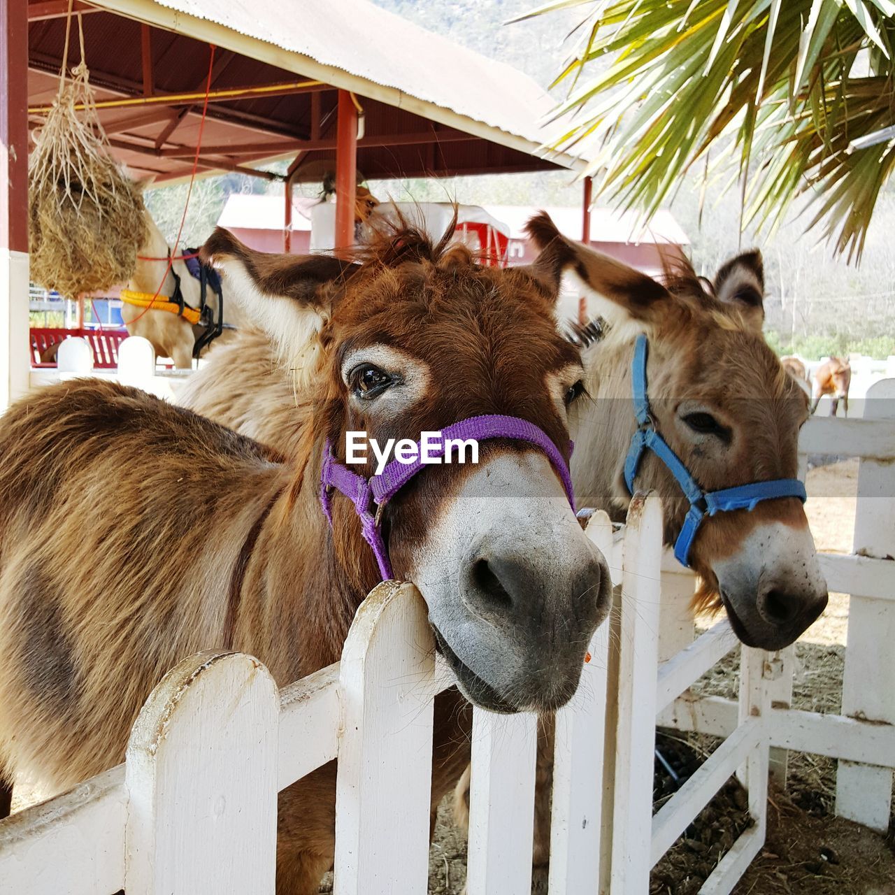 Donkeys standing in pen