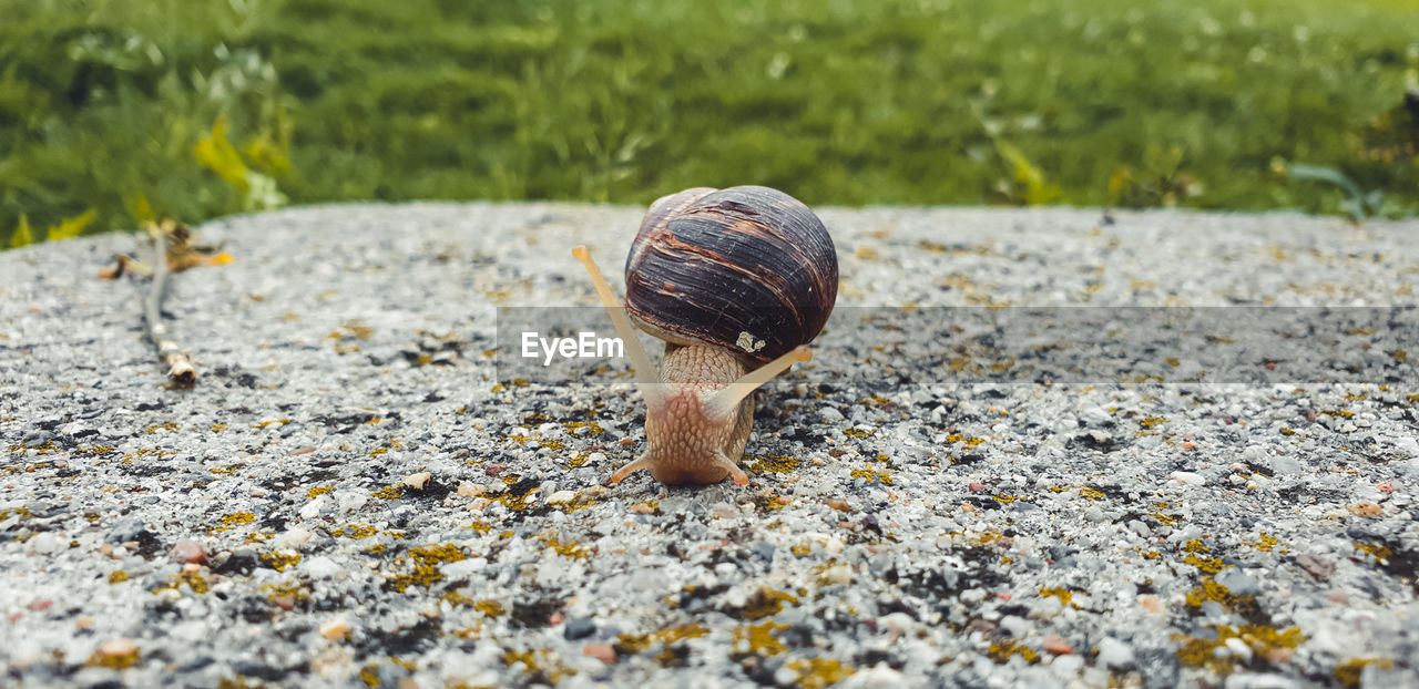 snail, animal, animal wildlife, animal themes, shell, snails and slugs, one animal, animal shell, wildlife, mollusk, gastropod, nature, no people, day, land, close-up, macro photography, selective focus, outdoors, plant, grass, beauty in nature