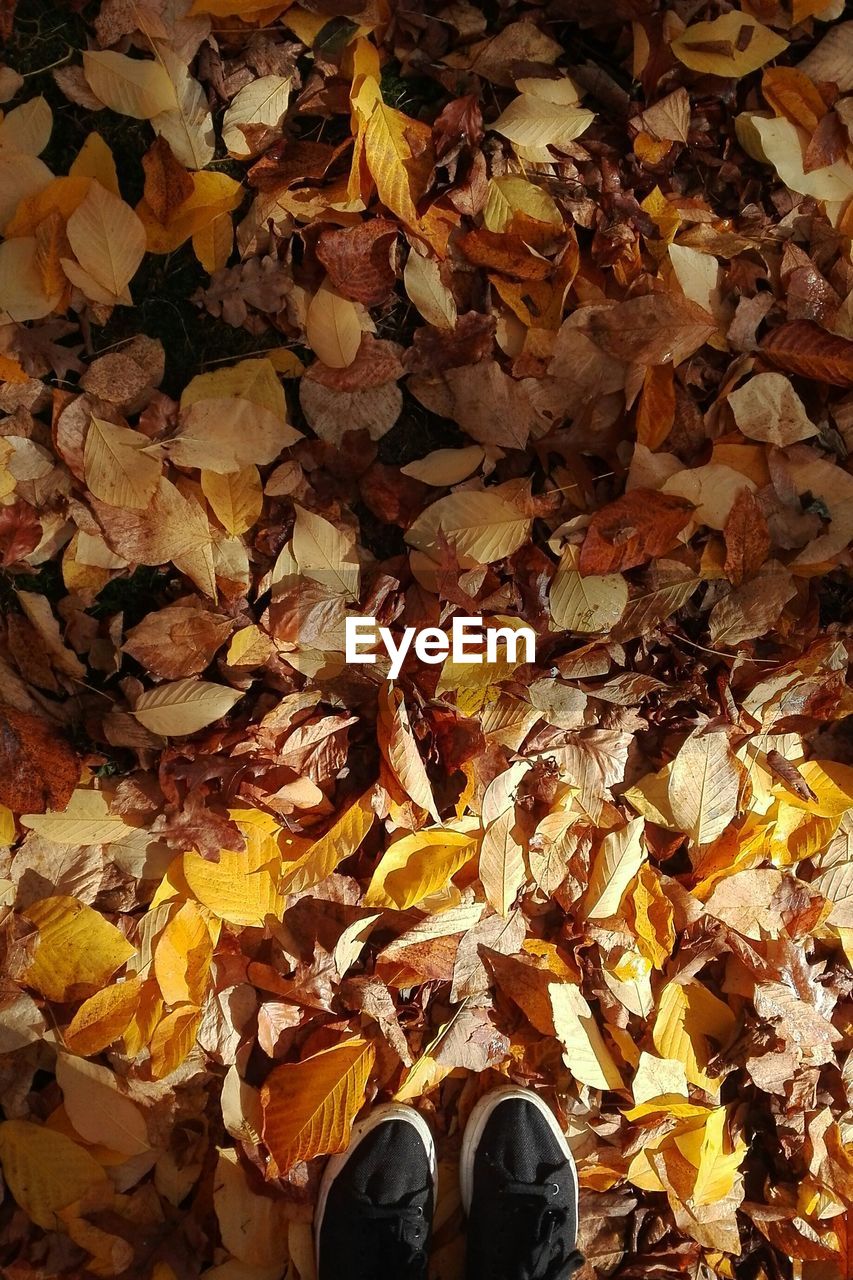 Low section of person standing on fallen autumn leaves