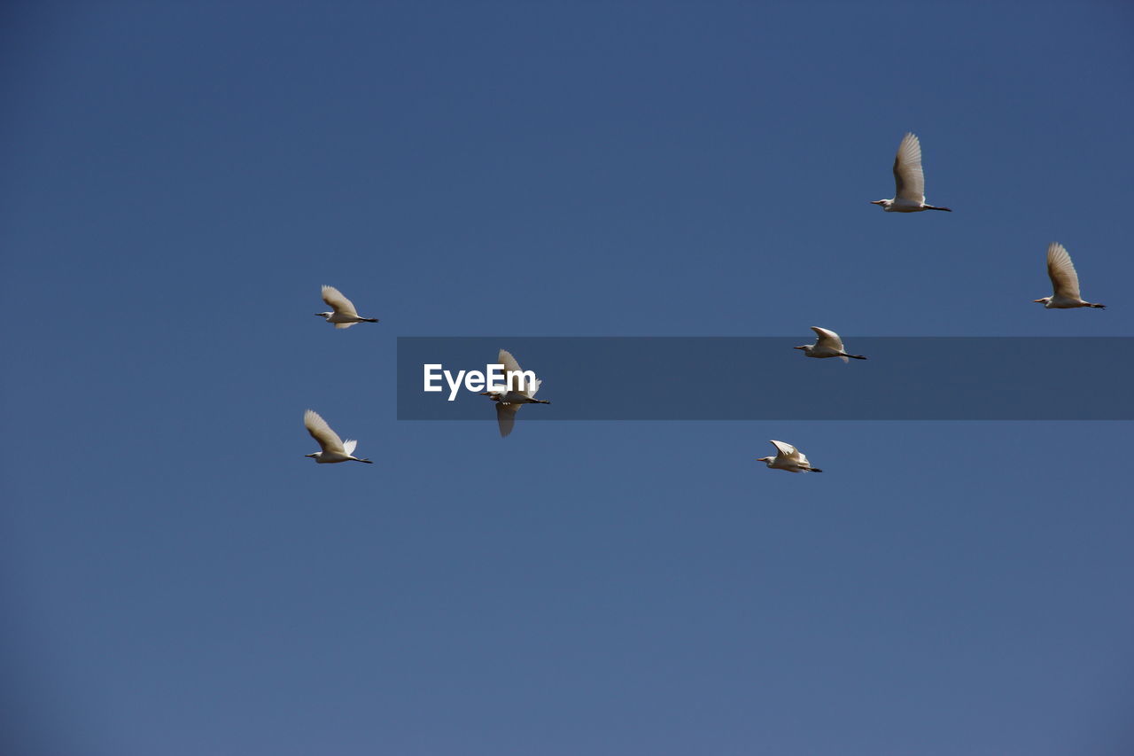 LOW ANGLE VIEW OF SEAGULLS FLYING AGAINST CLEAR BLUE SKY