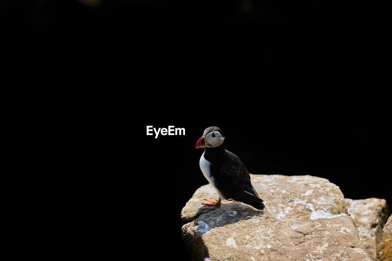 Bird puffin with a large black copy space for advertising