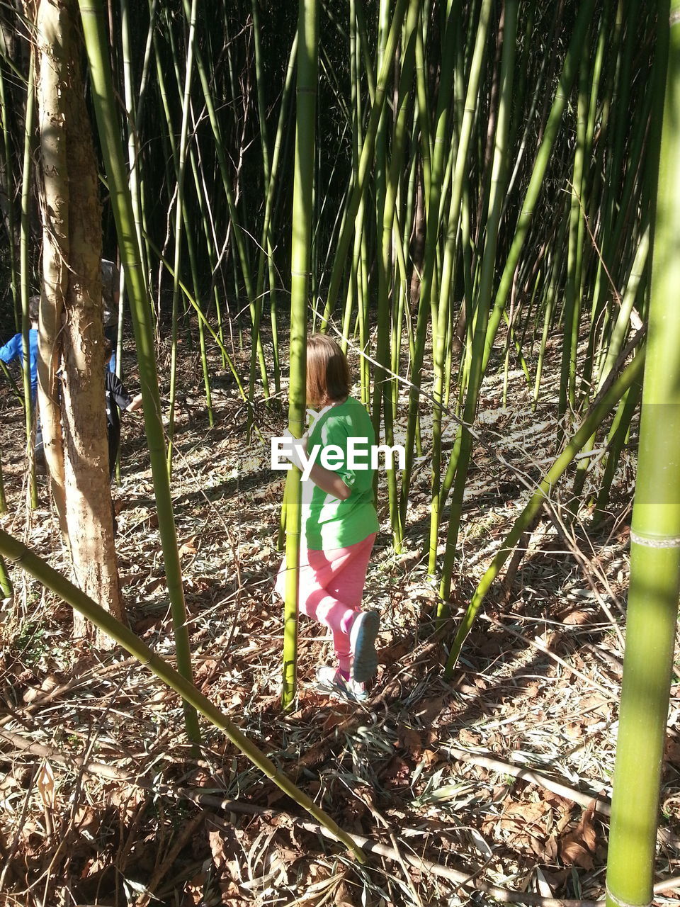 Rear view of woman standing on amidst bamboos on field