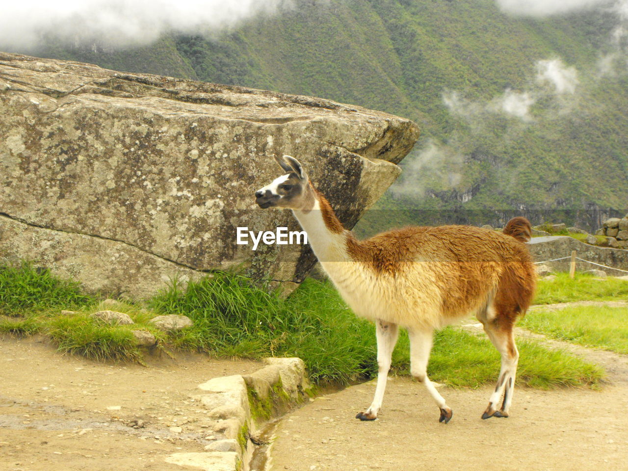 Llama at historic machu picchu