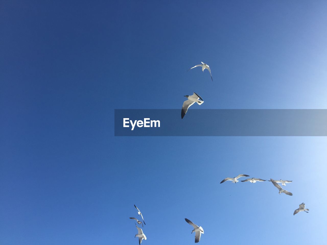 LOW ANGLE VIEW OF SEAGULLS FLYING IN THE SKY