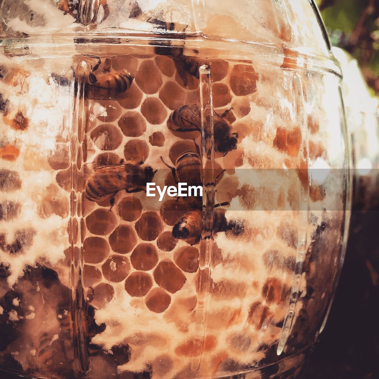 CLOSE-UP OF INSECT ON GLASS OF A DRINK