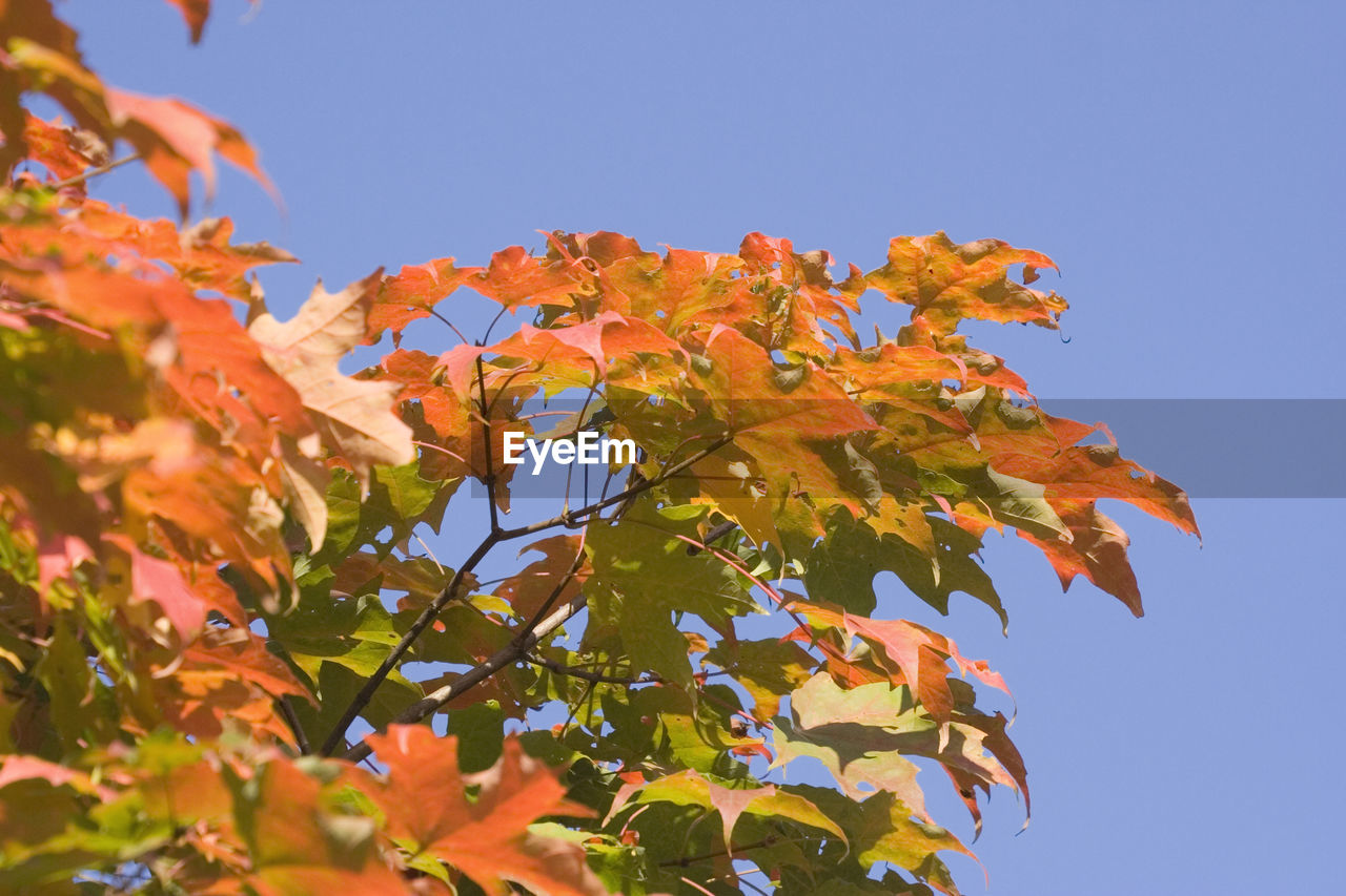 Close-up of autumn tree against clear sky