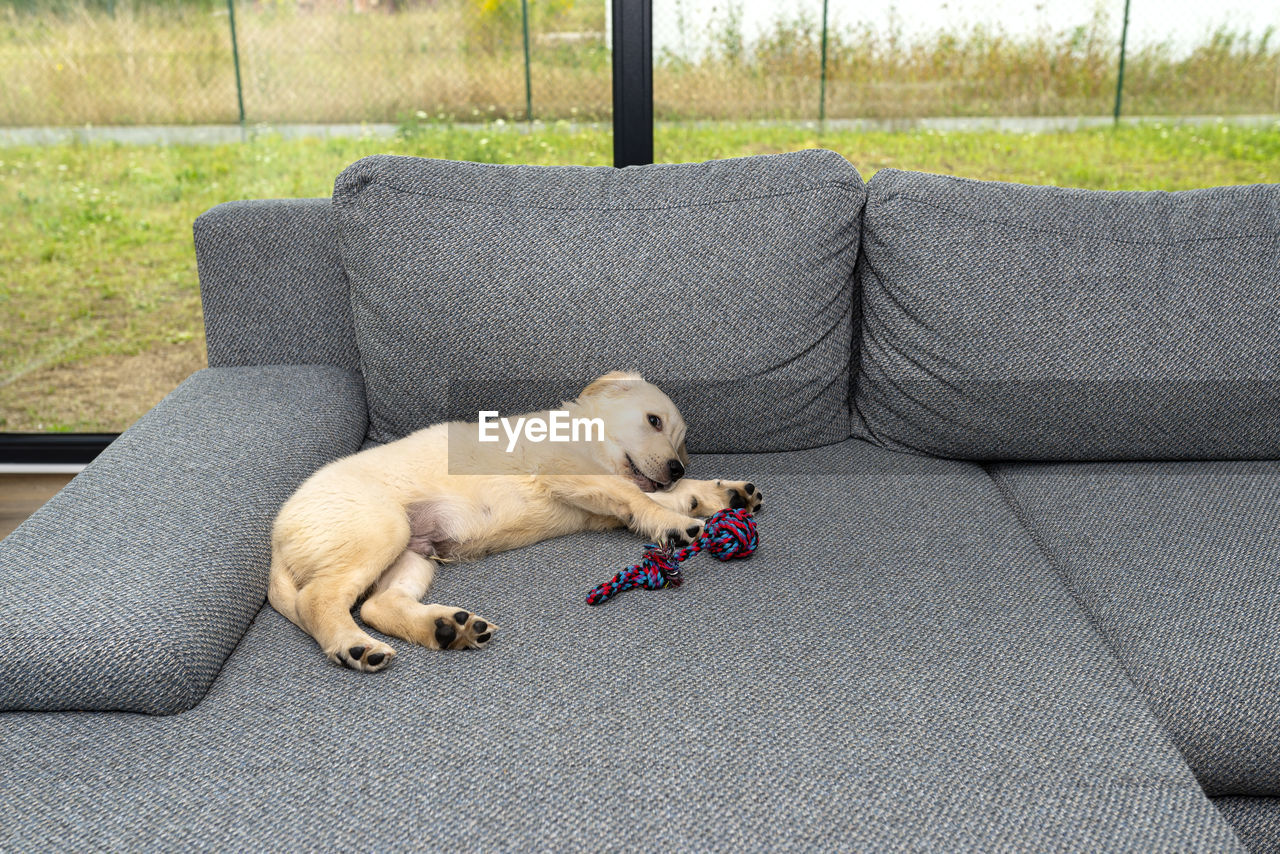 DOG LYING ON SOFA