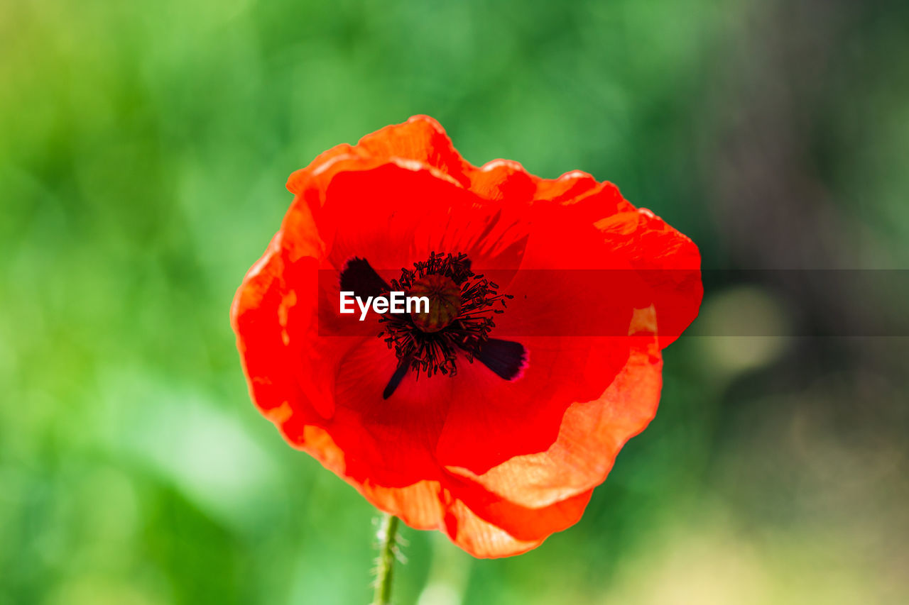 CLOSE-UP OF RED POPPY GROWING ON PLANT