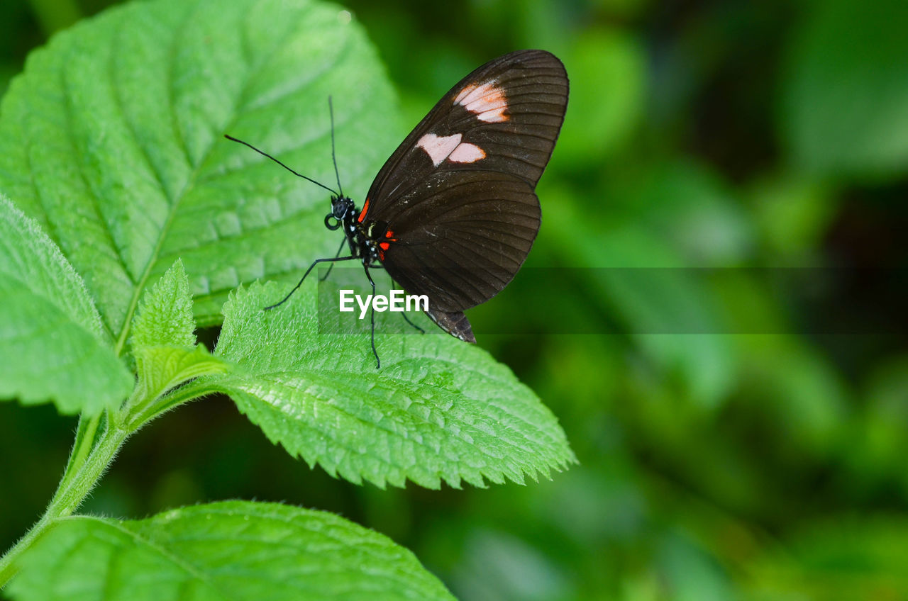 Close-up of butterfly on plant