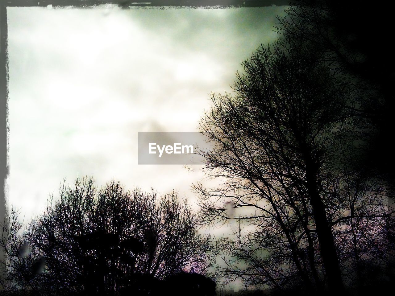 LOW ANGLE VIEW OF TREES AGAINST CLOUDY SKY