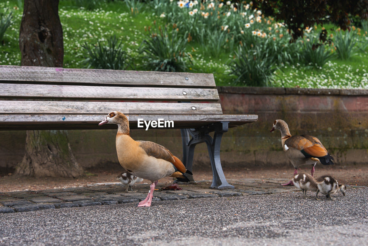animal themes, animal, bird, animal wildlife, wildlife, duck, group of animals, water bird, nature, ducks, geese and swans, no people, plant, day, bench, goose, outdoors, seat, park, tree