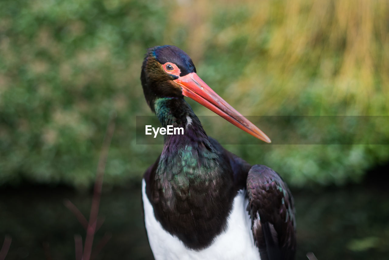 Black stork ciconia nigra