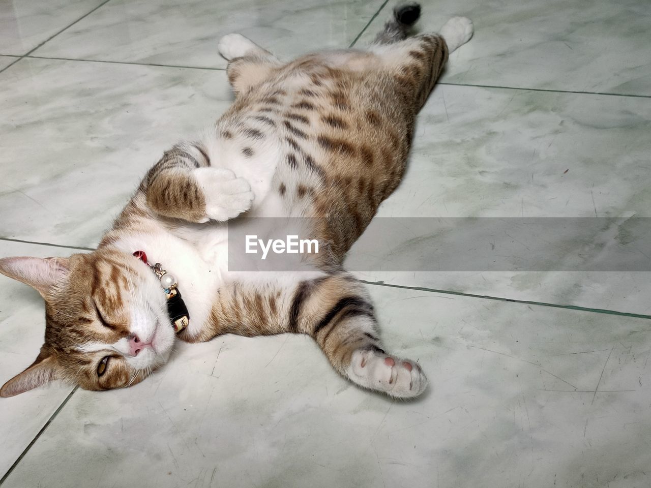 HIGH ANGLE VIEW OF CAT LYING DOWN ON FLOOR