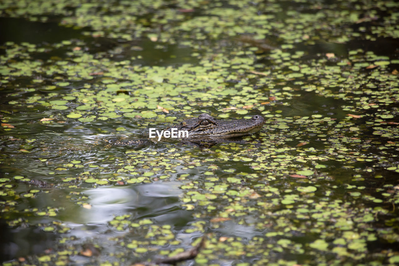 HIGH ANGLE VIEW OF A DUCK IN LAKE