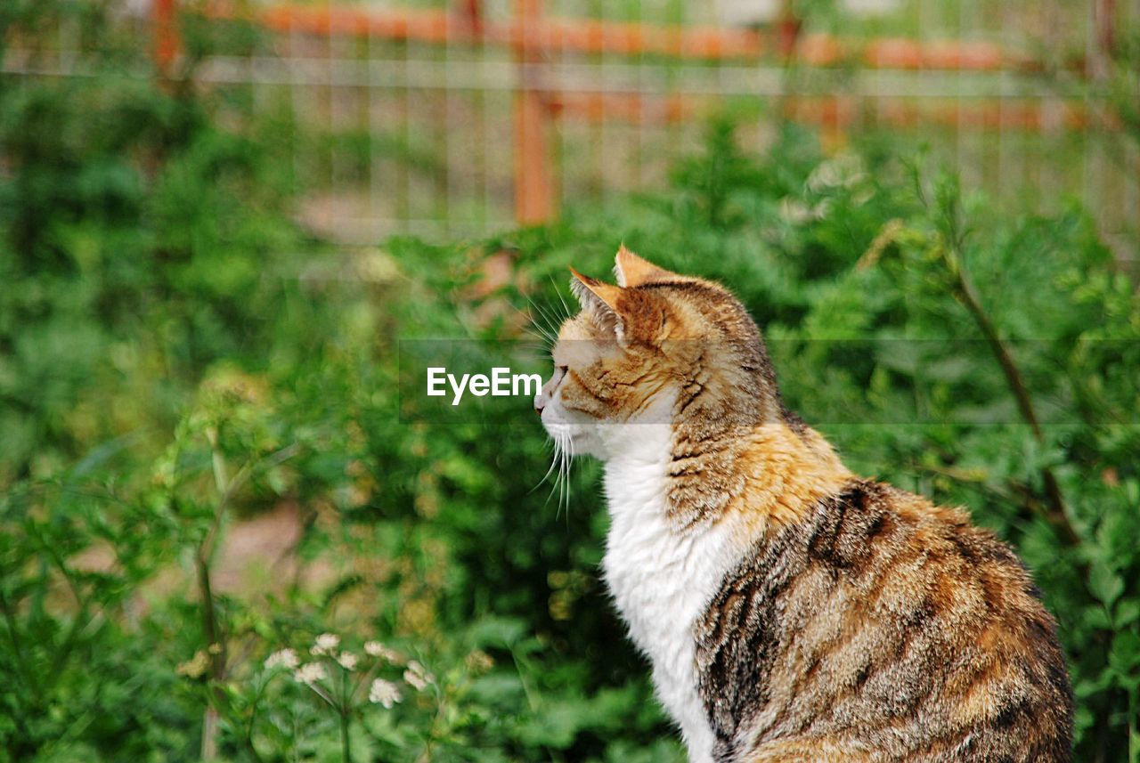 Side view of a cat looking away