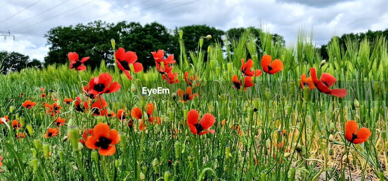 plant, flower, flowering plant, cloud, growth, beauty in nature, nature, sky, field, land, freshness, red, poppy, landscape, green, meadow, environment, grass, no people, fragility, day, flower head, prairie, outdoors, grassland, rural scene, tranquility, inflorescence, petal, non-urban scene, botany, multi colored, tree, agriculture, close-up, scenics - nature, wildflower, tranquil scene, flowerbed