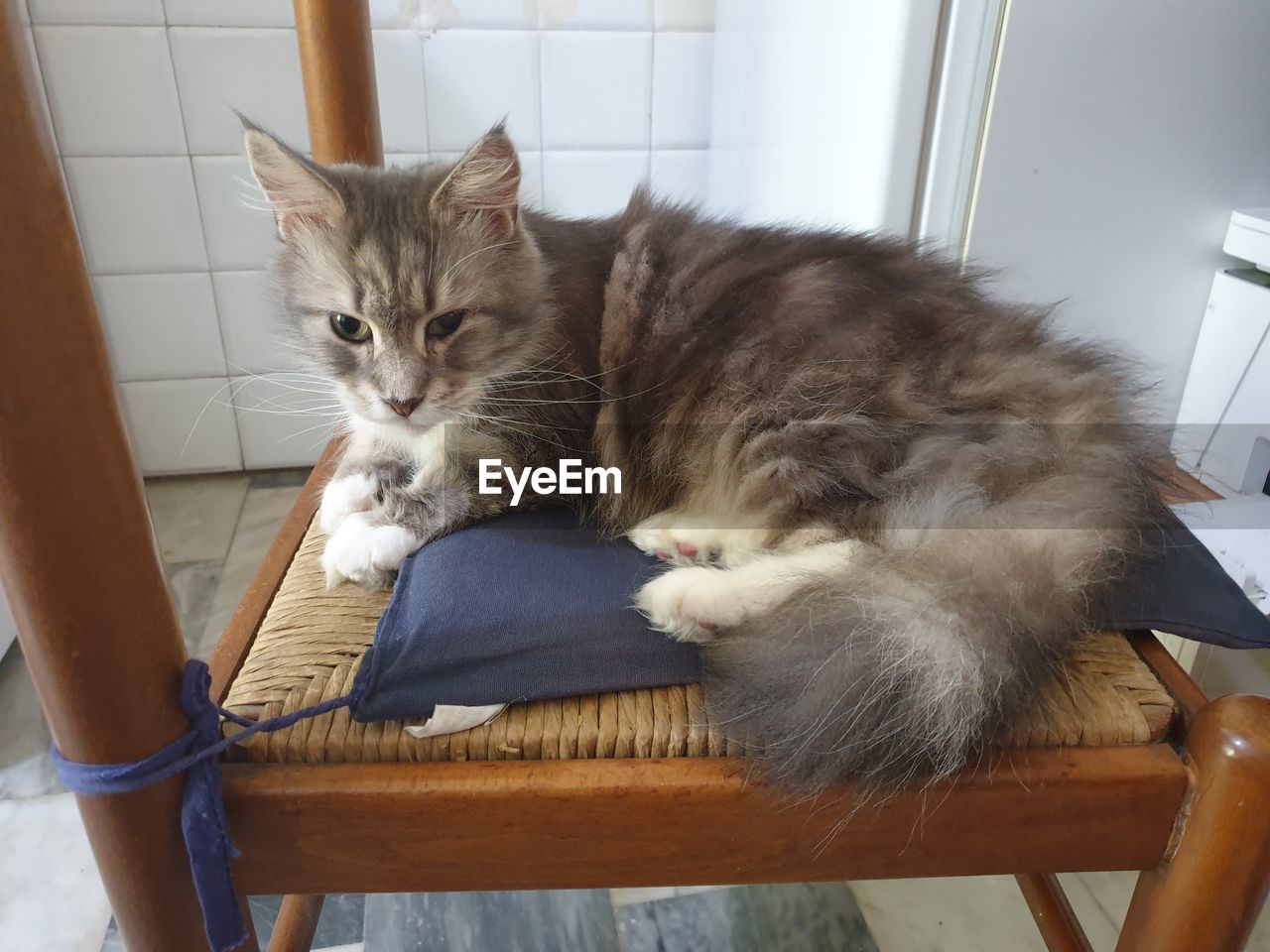 PORTRAIT OF CAT LYING ON CHAIR AT HOME