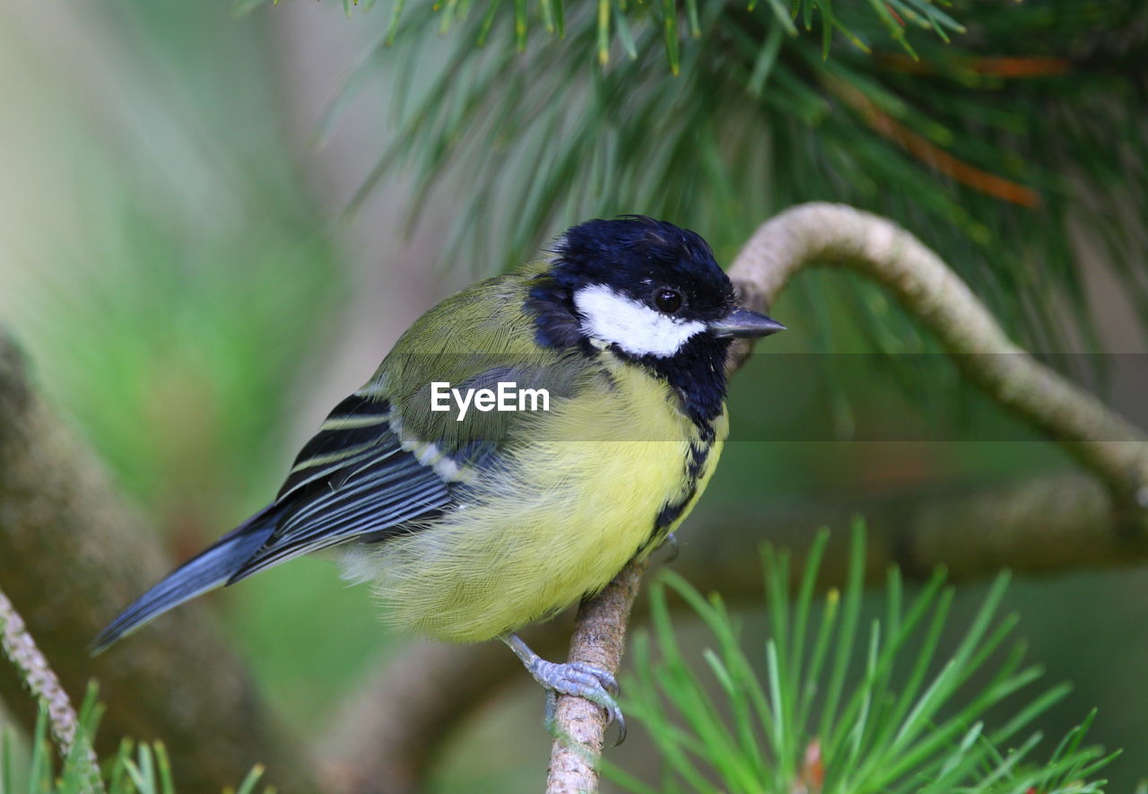 Close-up of great tit perching on tree