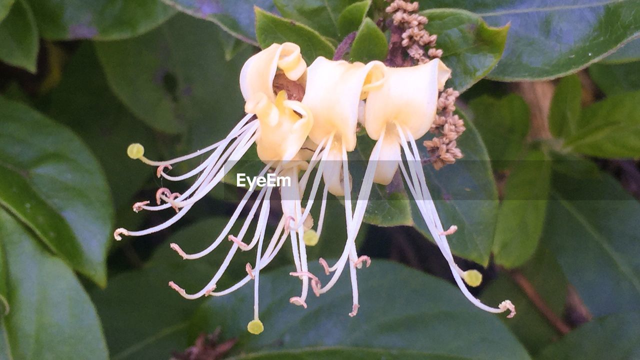 Close-up of flowers