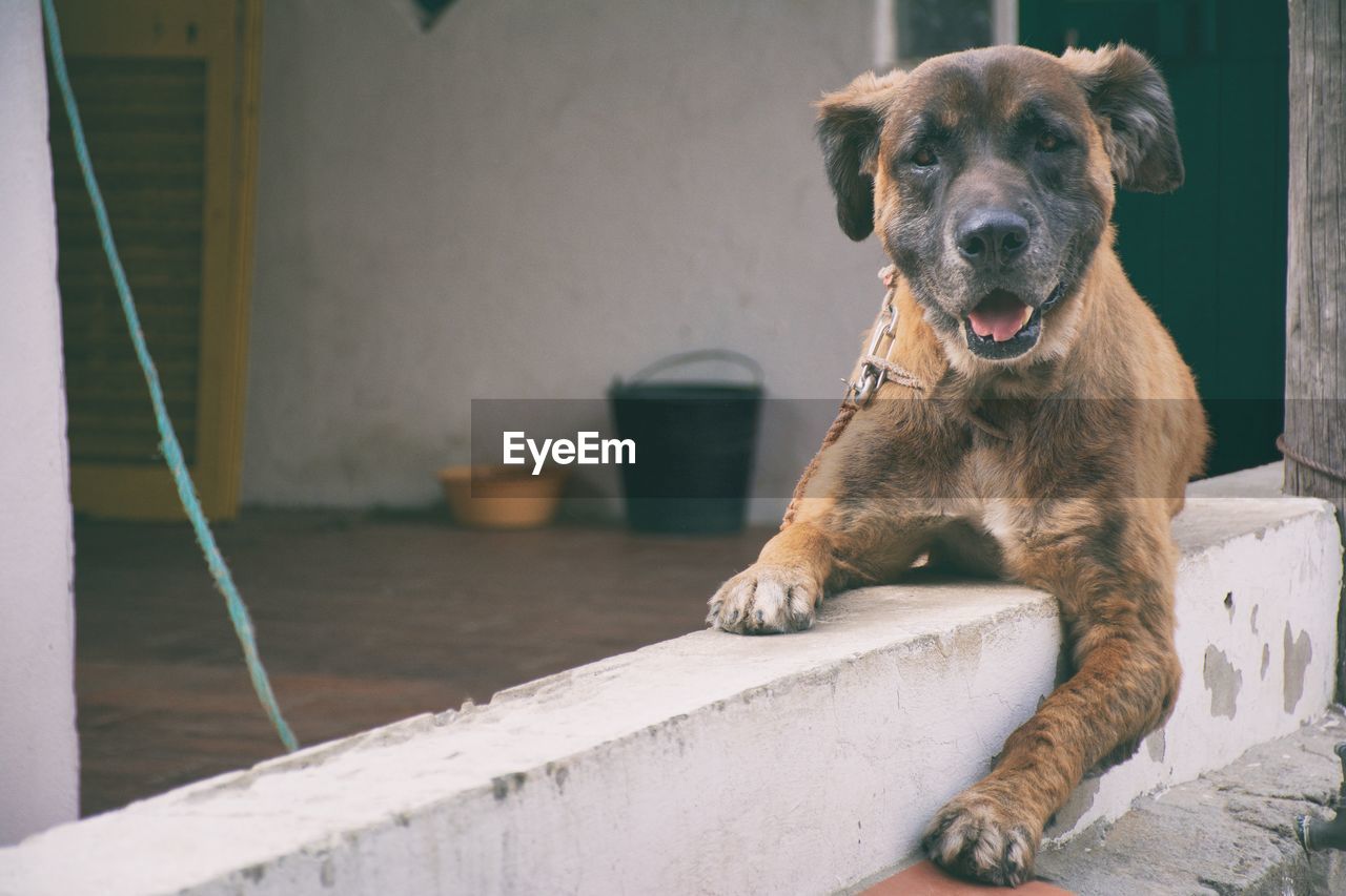 Portrait of dog rearing up on retaining wall