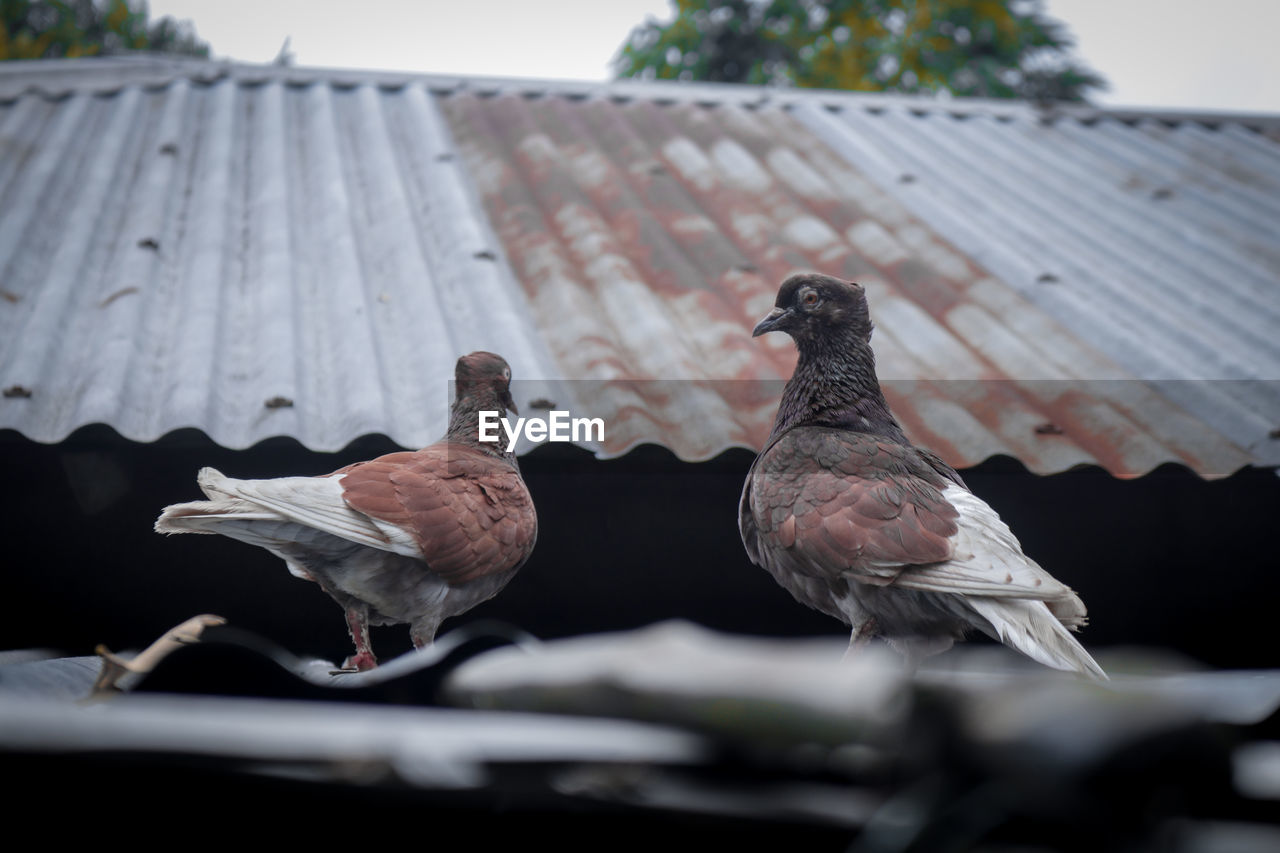 CLOSE-UP OF PIGEONS PERCHING ON A ROOF