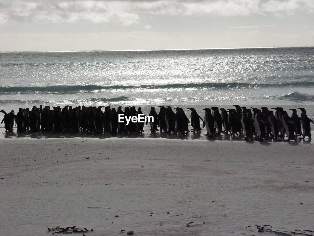 Penguins at beach