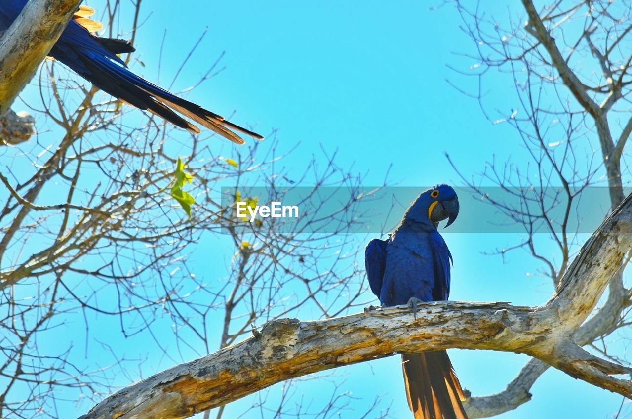 Low angle view of hyacinth macaw perching on branch against sky