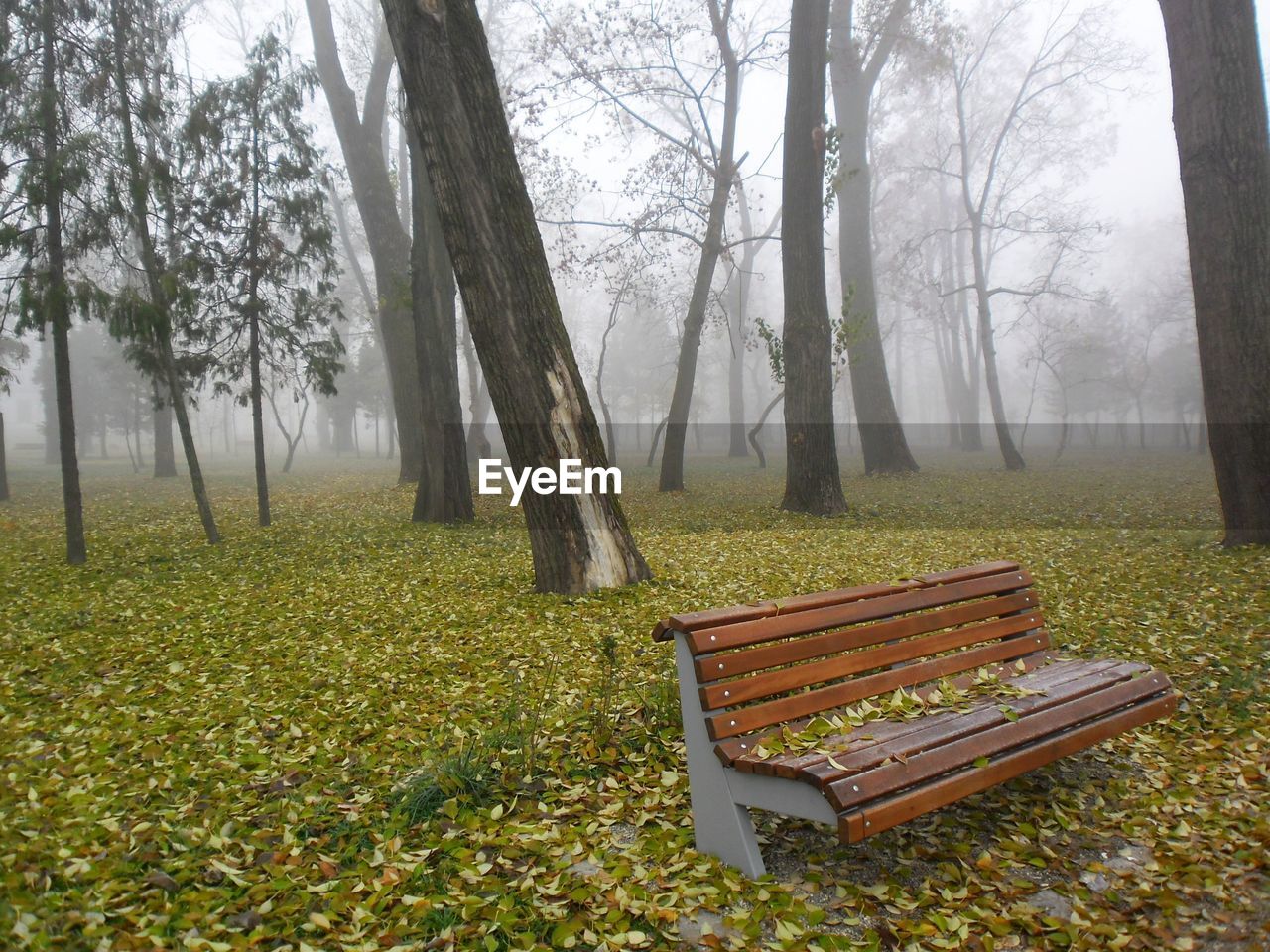 PARK BENCH IN FOREST