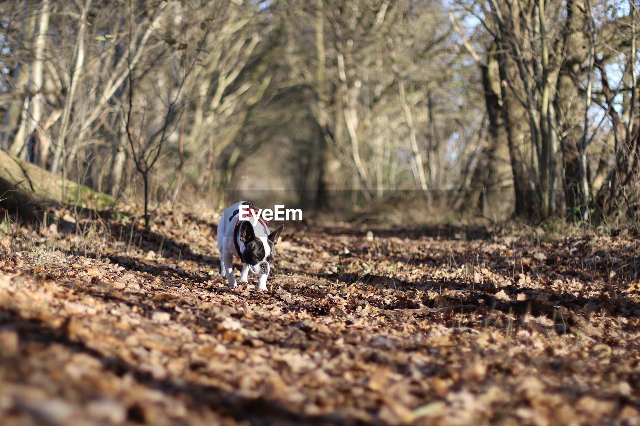 French bulldog running on field at forest