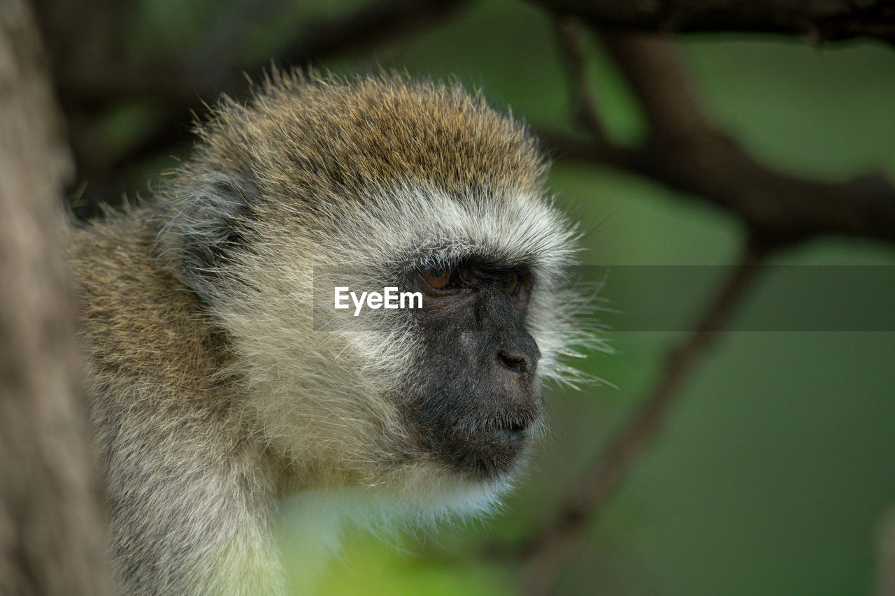 Vervet monkey behind tree trunk stares right