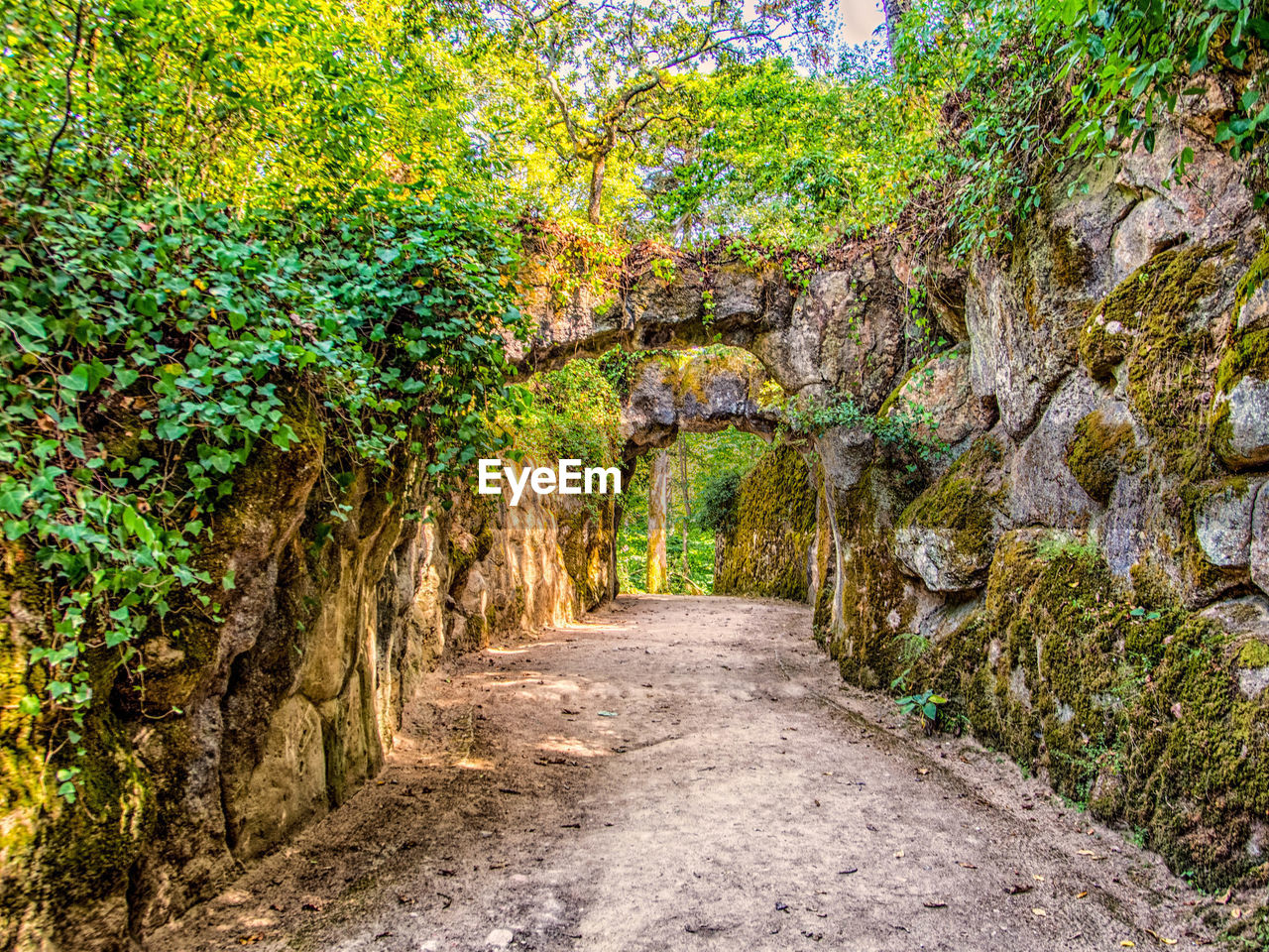 WALKWAY ALONG TREES