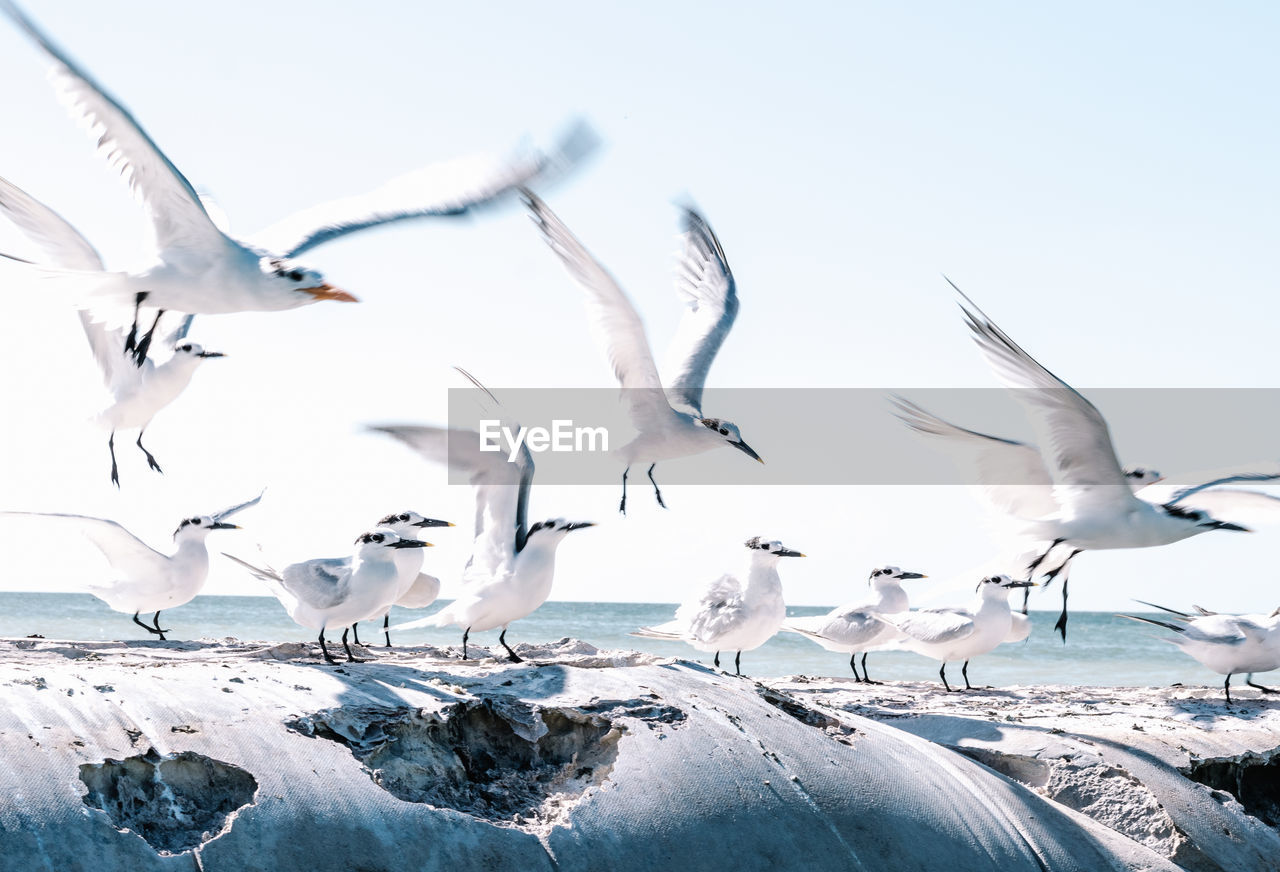 FLOCK OF SEAGULLS FLYING IN SNOW