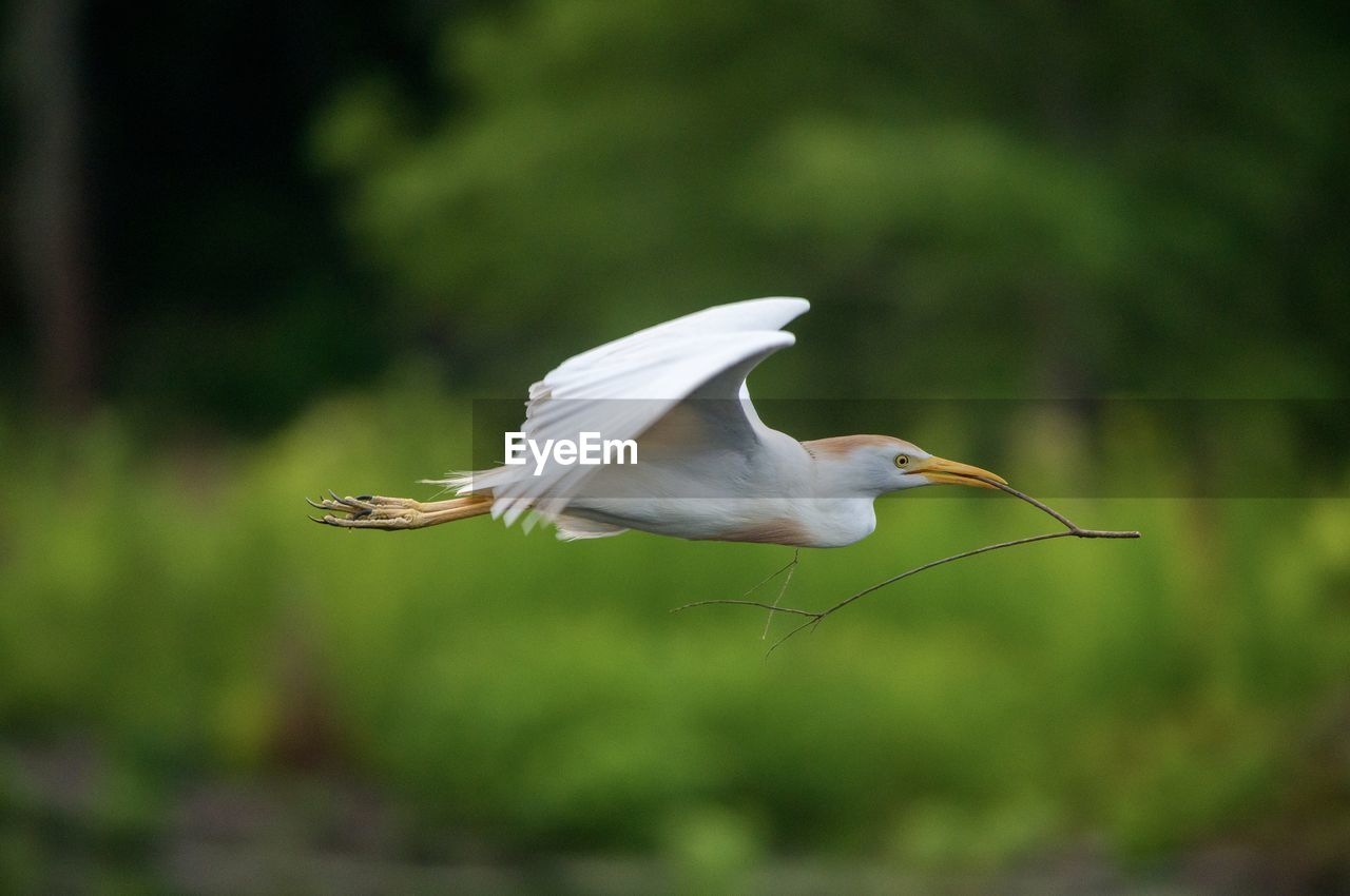 CLOSE-UP OF HERON FLYING