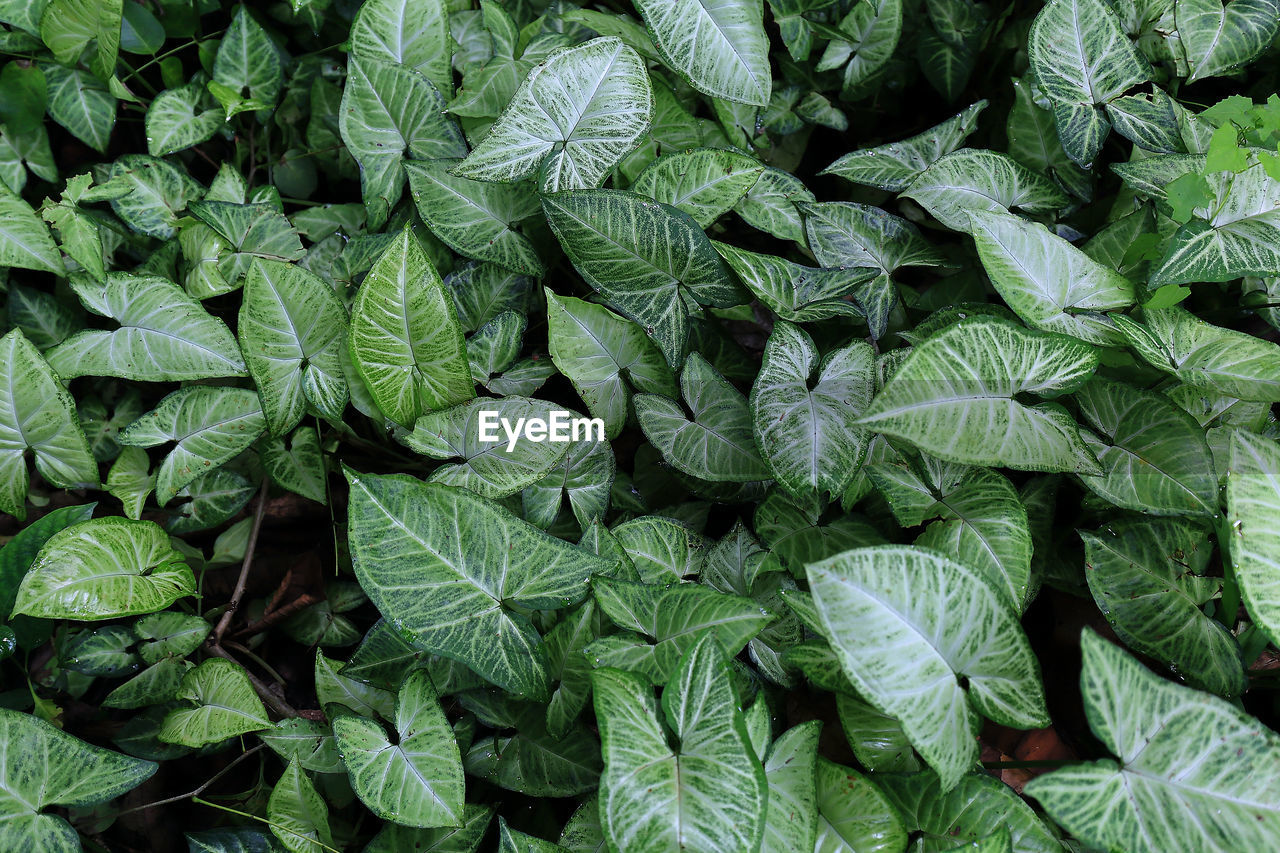 Full frame shot of green leaves