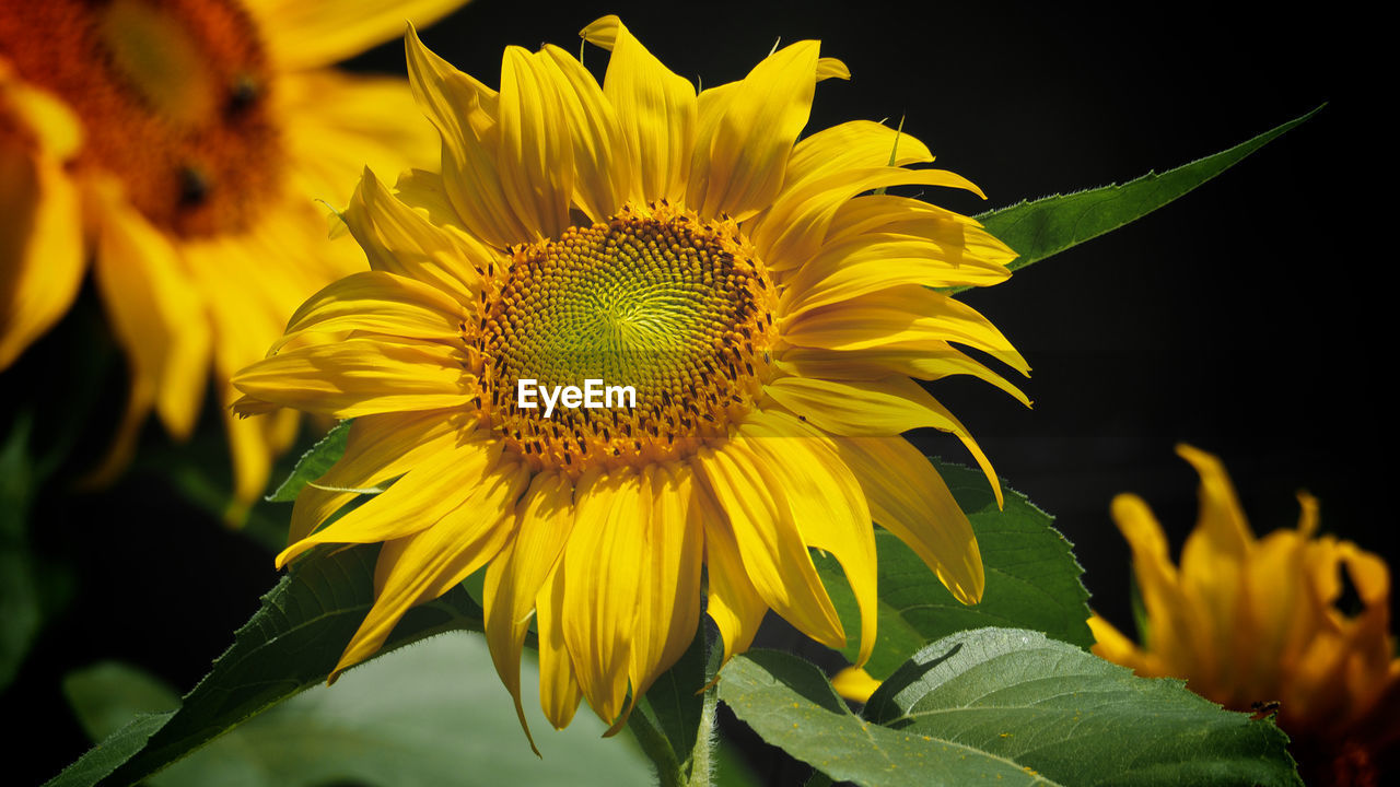 Close-up of sunflower blooming outdoors