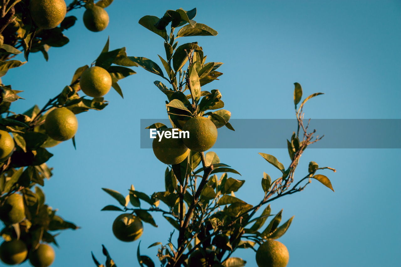 Wild lemons growing outdoors on tree