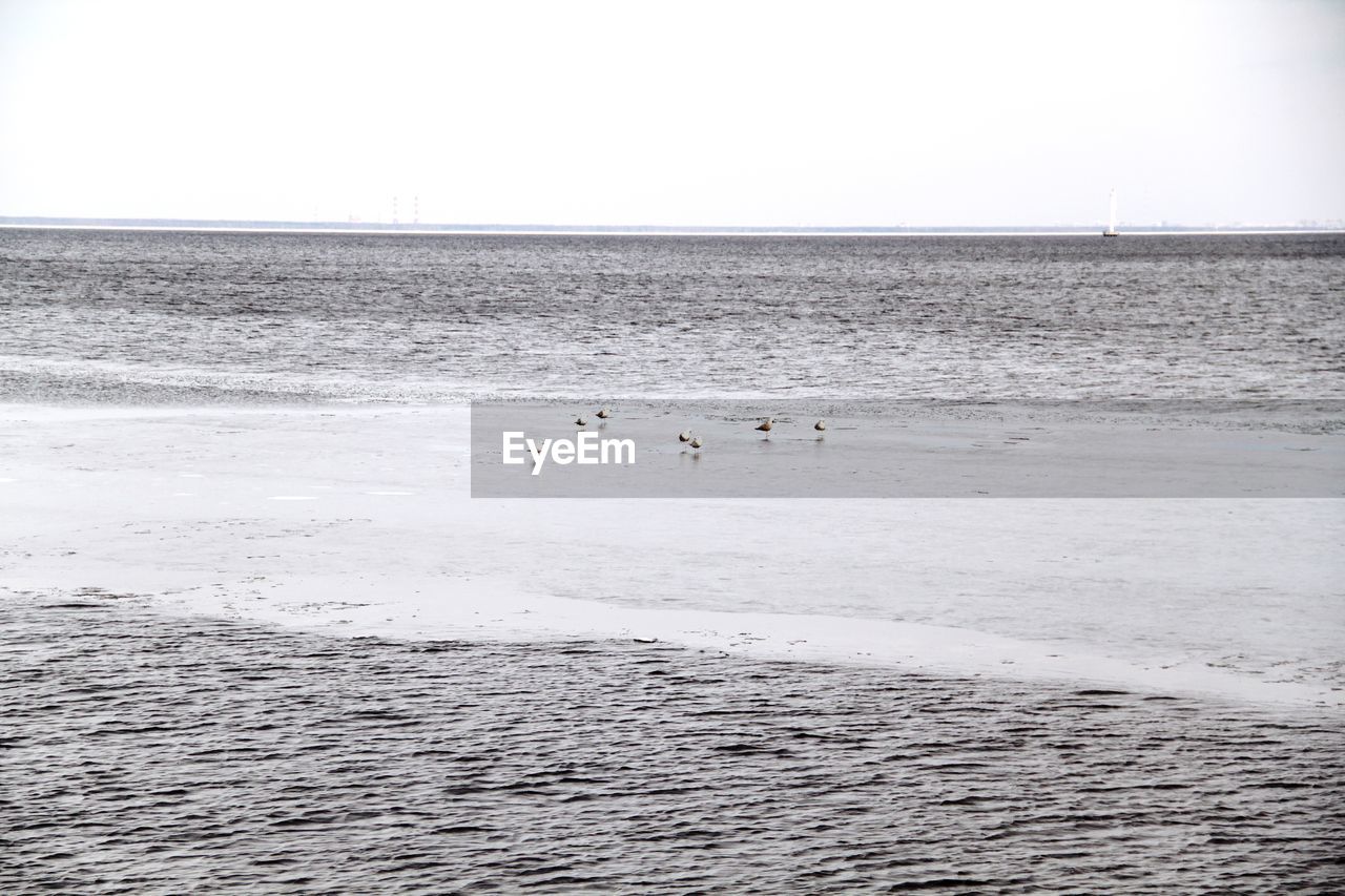 SWANS SWIMMING IN SEA AGAINST SKY