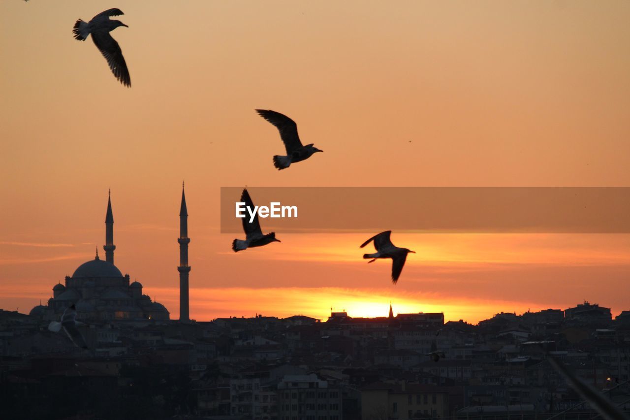 SILHOUETTE BIRDS FLYING OVER BUILDINGS IN CITY