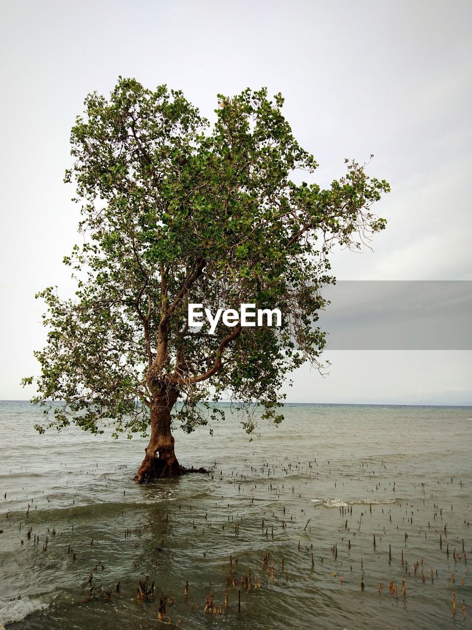 Tree by sea against clear sky