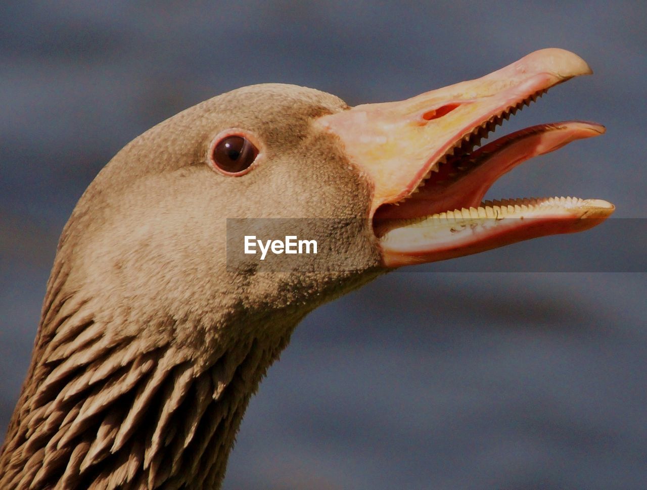 Close-up of goose screaming